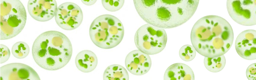 Cells with chloroplasts