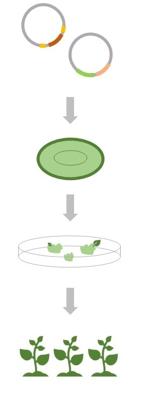 Workflow of gene editing services in chloroplast