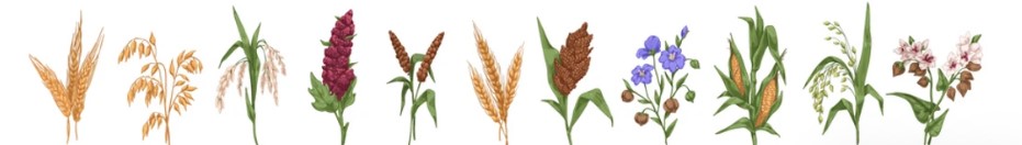 Grain crops