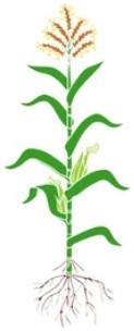 Maize