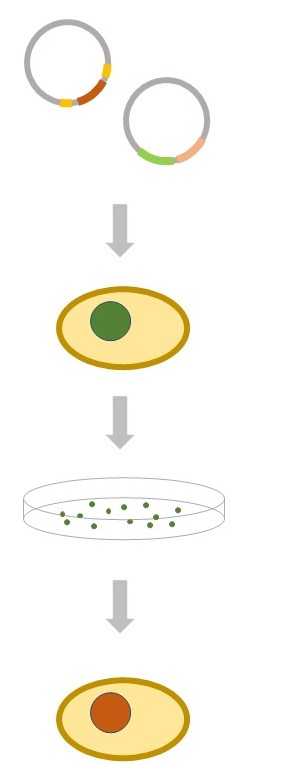 Process of Gene Editing Services in Yeast