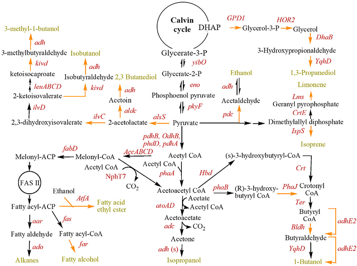 Schematic representation of pathways involved in synthetic biology