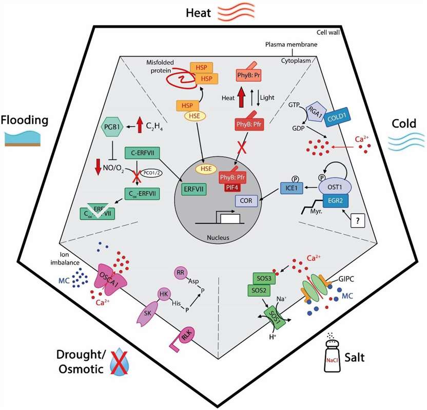 Sensing Mechanism for Natural Abiotic Stresses in Plants