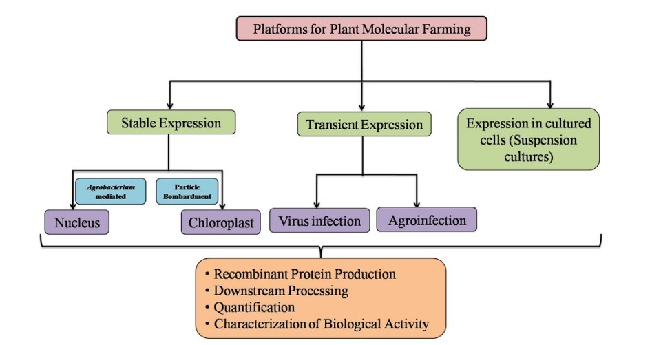 Strategy of Employing Plant to Produce Recombinant Pharmaceutical Proteins