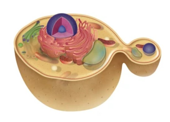 Yeast in Disease Modeling