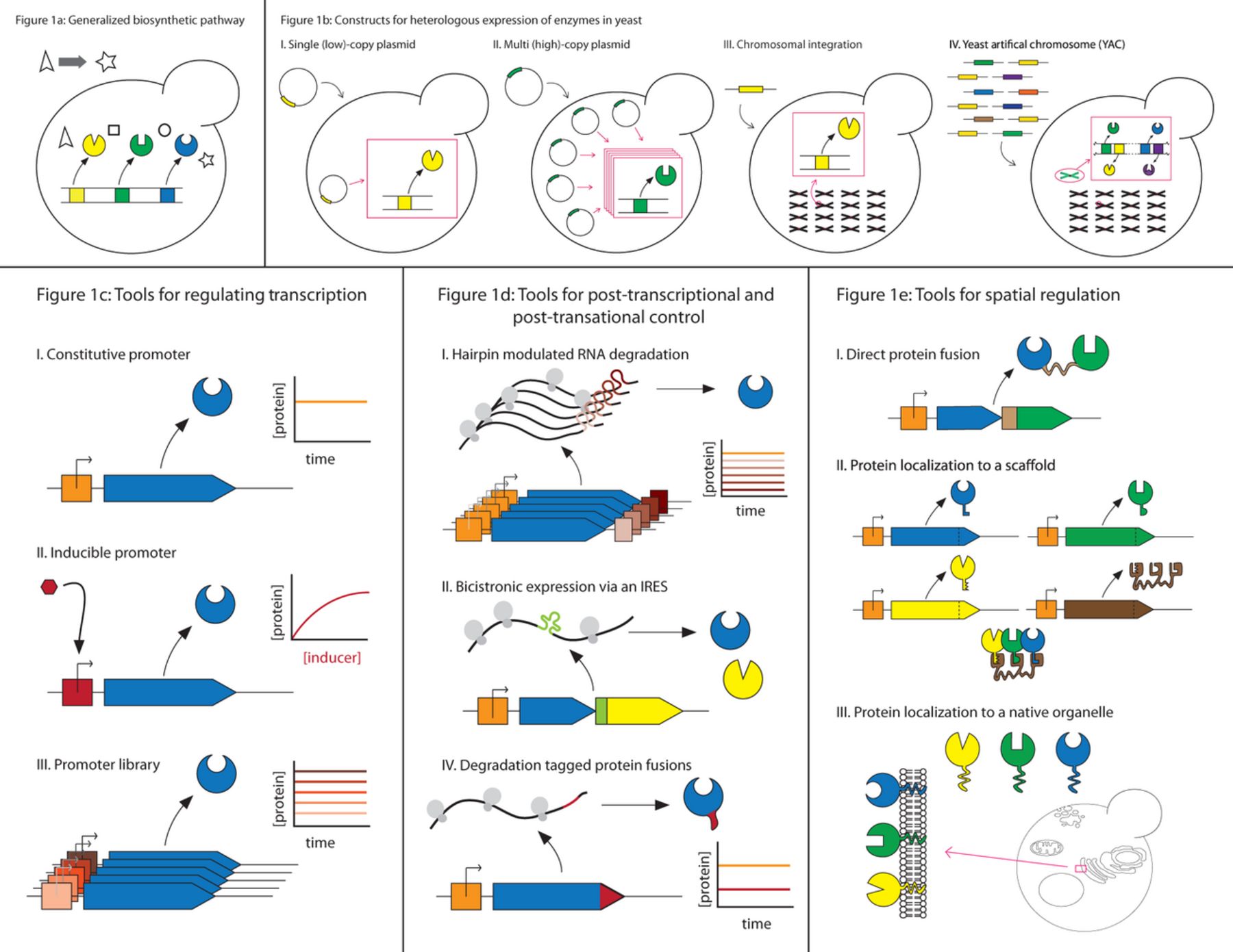 Tools for Controlling Enzyme Expression in Yeast