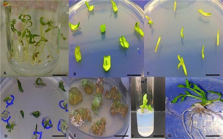 Tomato Isolated Root Culture Technology