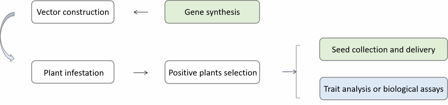 Fig. 2. Our service workflow - Lifeasible