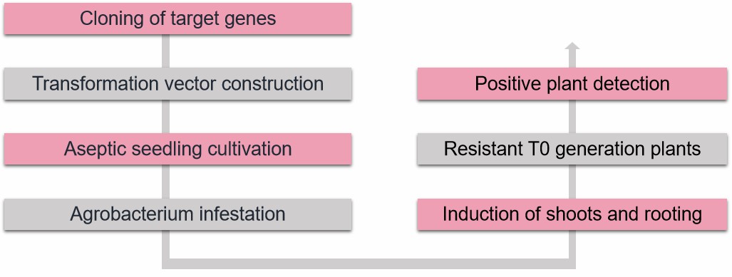 Fig. 2. Our experimental procedure.