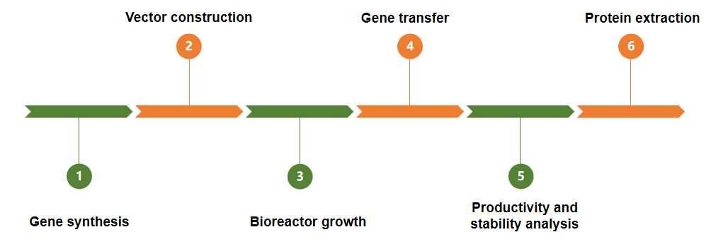 Fig.2 Our process of plant-based protein production.