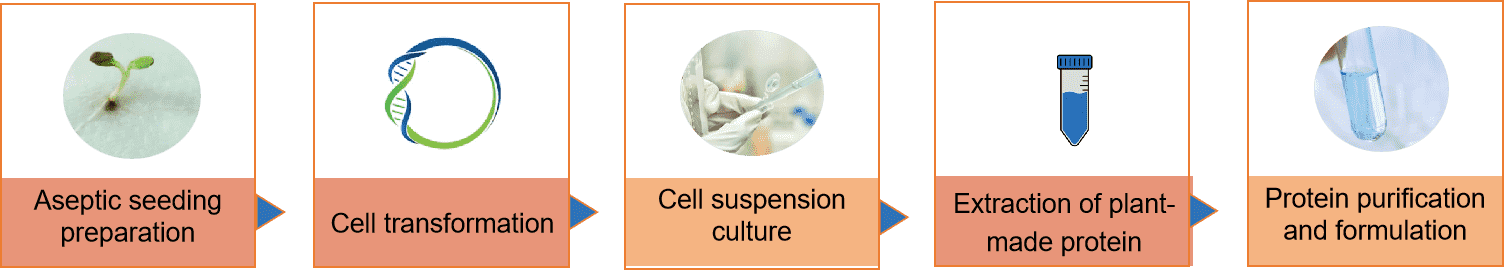 Fig.2 Our process of plant cell suspension-based protein production.