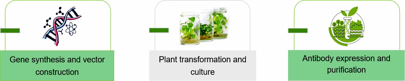 Fig.2 Our process of plant recombinant antibody expression.