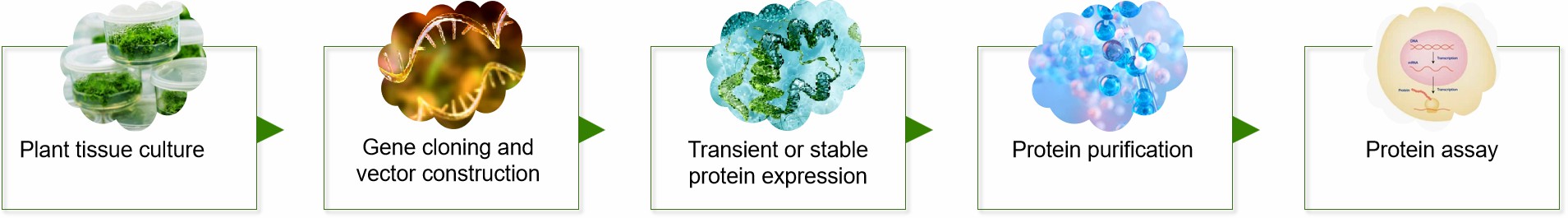 Fig.2 Our process of recombinant protein plant expression.