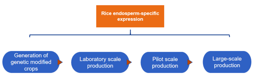 Fig.2 Our rice endosperm-specific expression system.