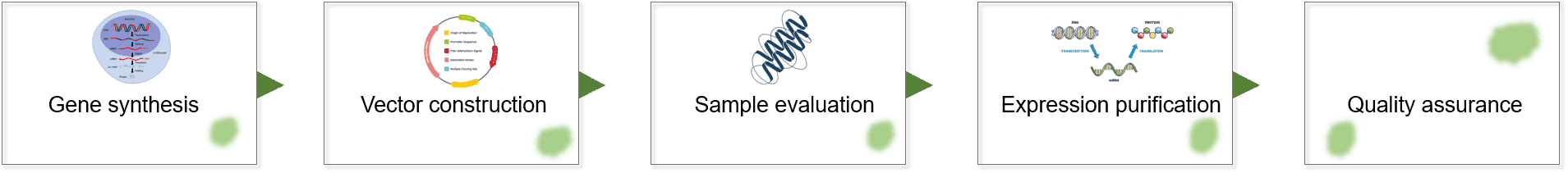 Fig.2 Our process of tobacco cell-free protein expression.