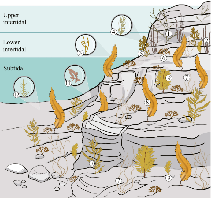 Approximate positions in the intertidal of key species whose genomes have been sequenced by the Phaeoexplorer project.