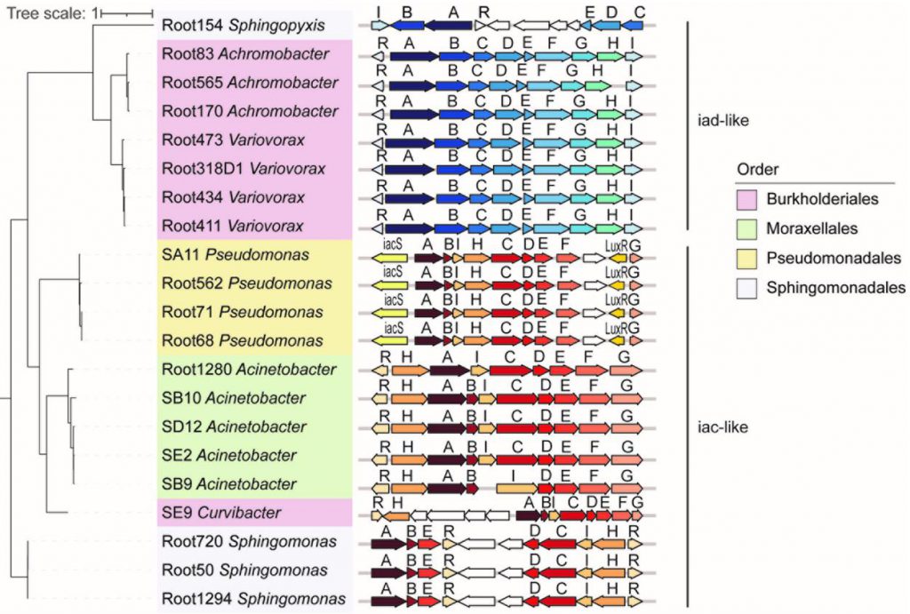 Identification of gene clusters associated with IAA degradation.