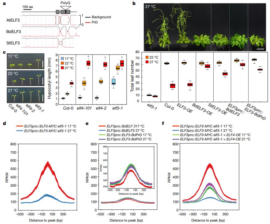 The polyQ repeat of ELF3 is embedded within a predicted prion domain that is essential for thermal responsiveness and modulated by ELF4.