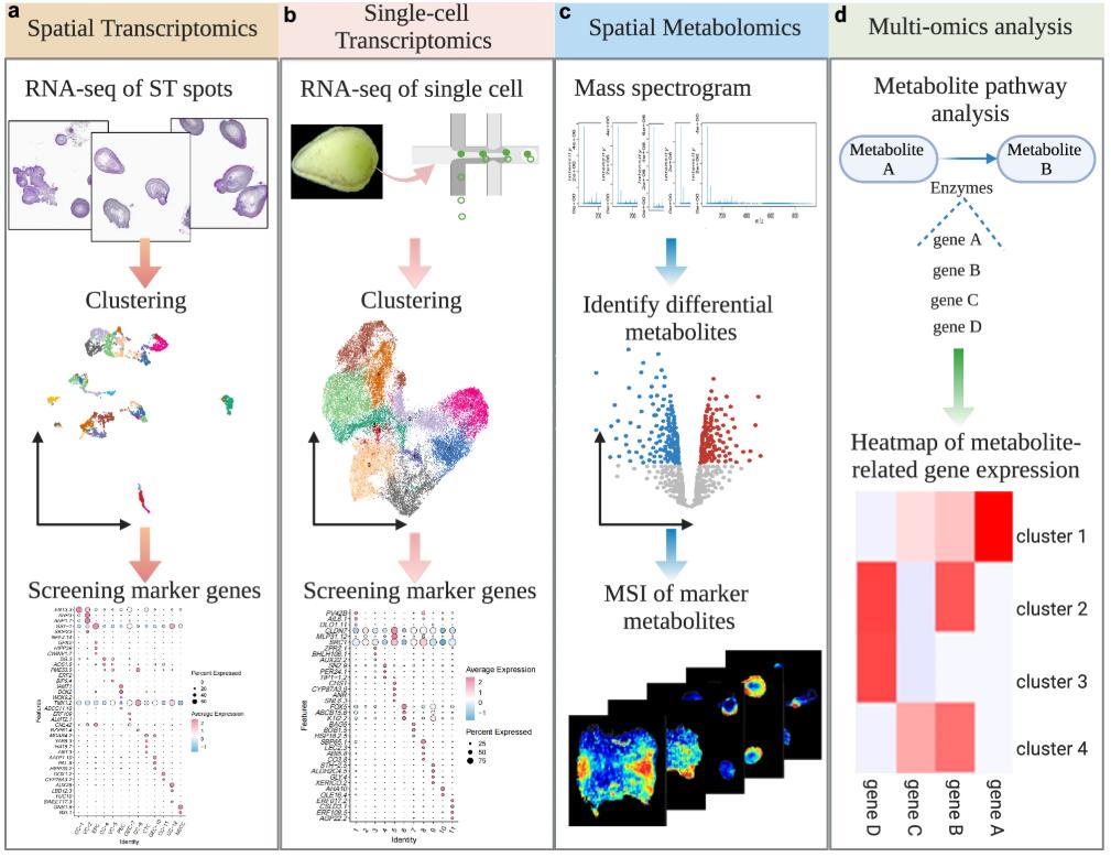 Single-cell and spatial multi-omics identify key pathways regulating cotton somatic embryogenesis.