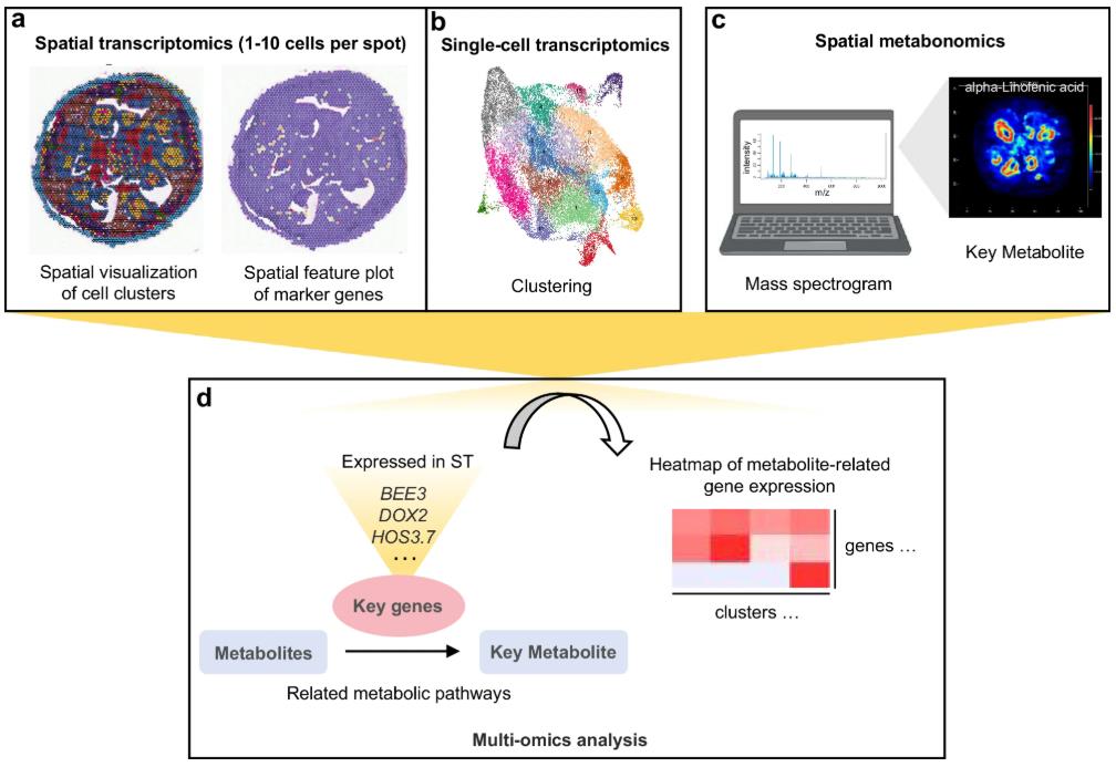 Spatial transcriptomics, single-cell transcriptomics, and spatial metabolomics integrated analysis to generate a multi-omic atlas.