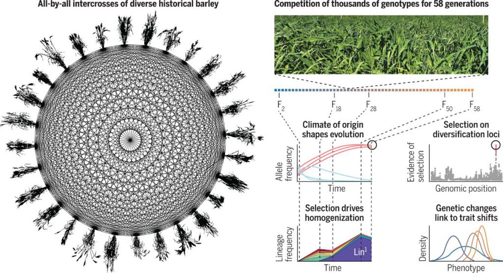 All-by-all intercrosses of diverse historical barley; Competition of thousands of genotypes for 58 generations.